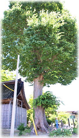 画像：大竹邸記念館の欅（幹と並ぶ）