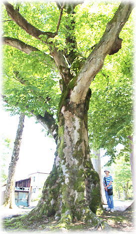 画像：関原町神明社の欅（幹と並ぶ）