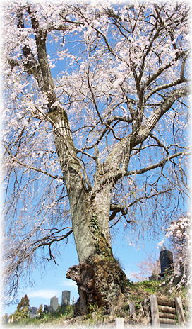 画像：安善寺のシダレ桜
