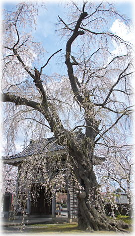 画像：栄恩寺の枝垂桜