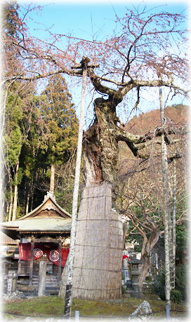 画像：延寿院の枝垂れ桜