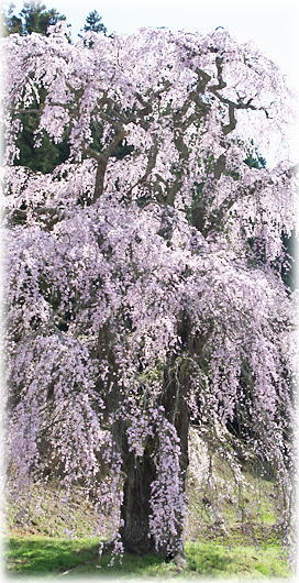 画像：福田寺の糸桜