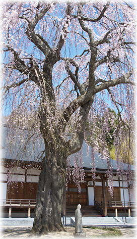 画像：常光禅寺の桜