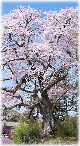 画像：壁須の大桜