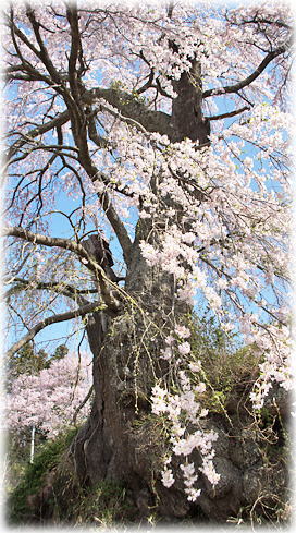 画像：壁須のしだれ桜