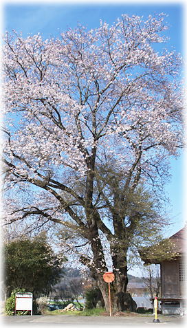 画像：小泉薬師堂の桜