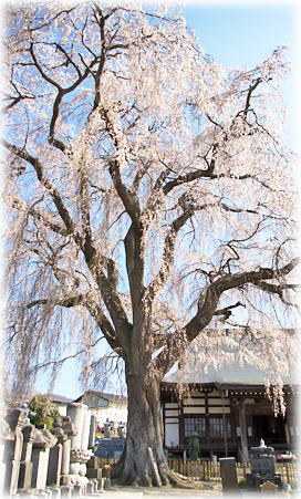 画像：光明寺のシダレ桜