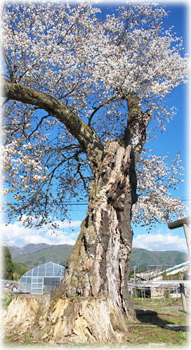 画像：白山桜