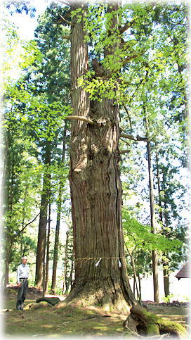 画像：藍婆神社の大杉（幹と並ぶ）
