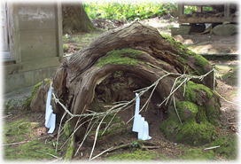 画像：藍婆神社の大杉（地表に顔を出した根）