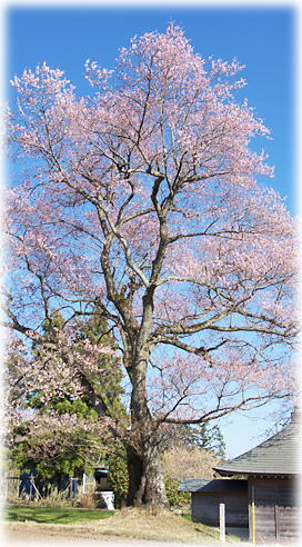 画像：桜地蔵のエドヒガン