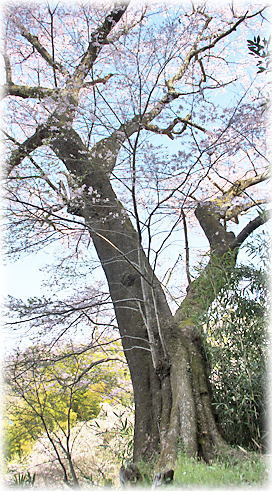 画像：下山田の桜