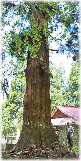 画像：神明社の姥杉（幹と並ぶ）