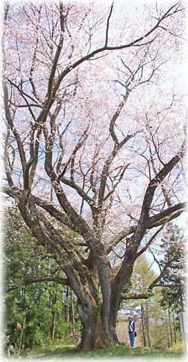 画像：山田の桜（幹と並ぶ）