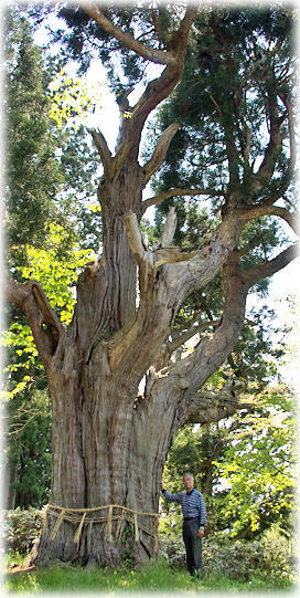 画像：高梨神社の姥杉（幹と並ぶ）