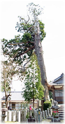 画像：玉瀧神社のスギ