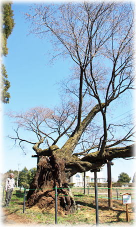 画像：西山辰街道の大桜（幹と並ぶ）
