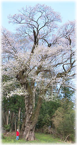 画像：栃久保の種蒔桜（幹と並ぶ）