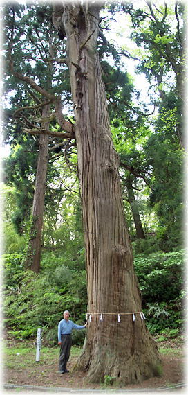 画像：鵜木稲荷神社の親杉（幹と並ぶ）