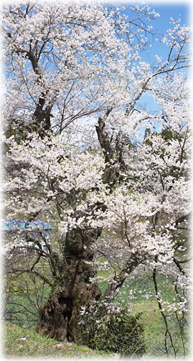 画像：谷地頭の種蒔き桜