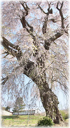 画像：山田の天王桜