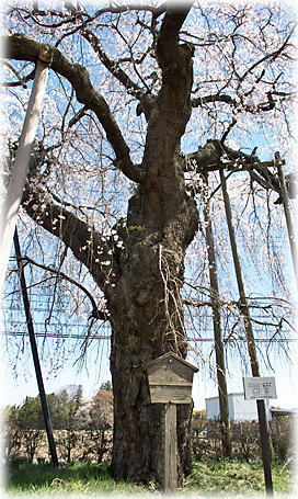 画像：観音寺の枝垂桜