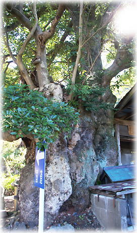 画像：青井木の股地蔵尊のタブノキ