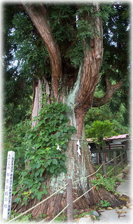 画像：御座の石の杉