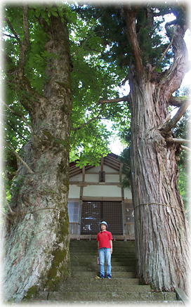 画像：埴土神社のトチの木（幹と並ぶ）