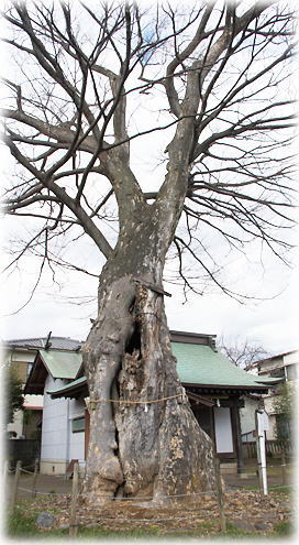 画像：日隅神社のケヤキ