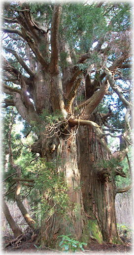 画像：法恩寺のねまり杉