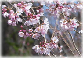 画像：宝泉寺の枝垂れ紅桜_2