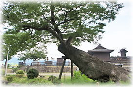 画像：板倉神社のケヤキ_2