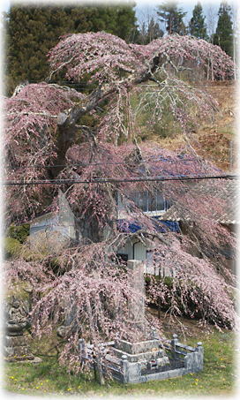 画像：十文辻の桜