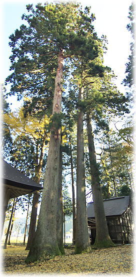 画像：樺八幡神社の四本杉