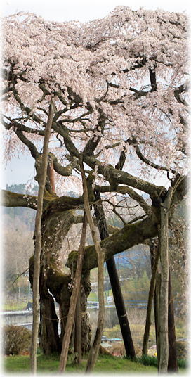 画像：小生瀬地蔵桜