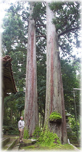 画像：山田の大杉（幹と並ぶ）