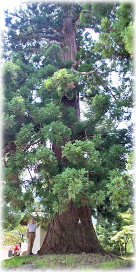 画像：白鳥神社の大杉（幹と並ぶ）