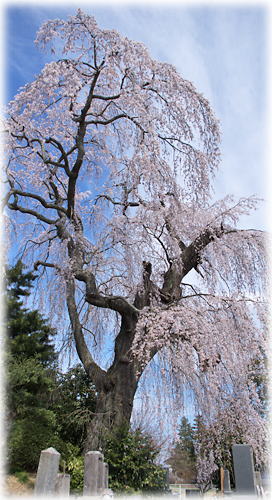 画像：茂林院の枝垂れ桜