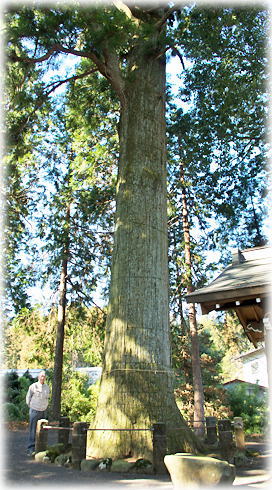 画像：永塚の大杉（幹と並ぶ）