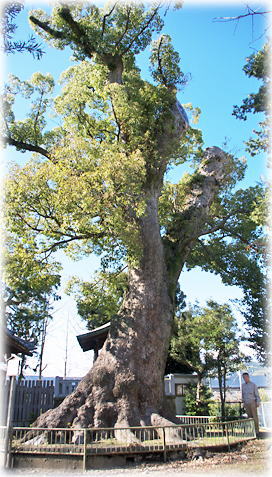 画像：中之郷熊野神社の大樟（幹と並ぶ）
