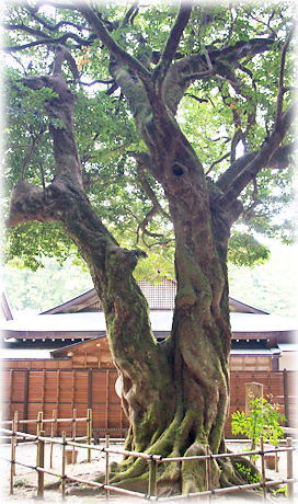 画像：小國神社のひょうの木_1