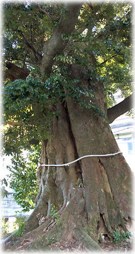 画像：音無神社のシイの木（合体木のシイ）