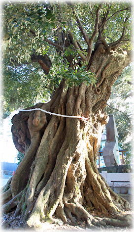 画像：音無神社のシイの木（天然記念物のシイ）