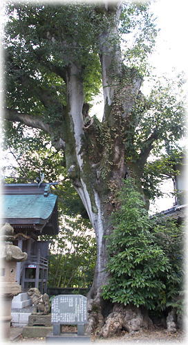 画像：下味野神社の榎 