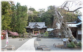 画像：白浜神社のビャクシン「白龍の柏槙」