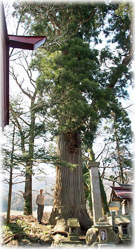 画像：白旗八幡神社のスギ（幹と並ぶ）