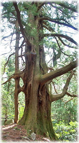 画像：シラヌタの大杉