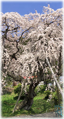 画像：普門寺の枝垂れ桜