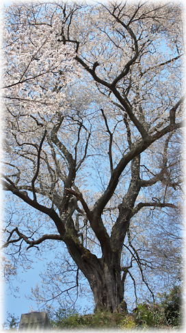 画像：惣徳寺の桜